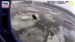 Watch: Injured bald eagle rescued from icy Hudson River