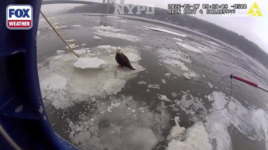 Watch: Injured bald eagle rescued from icy Hudson River