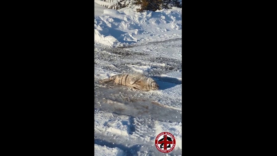 Grey seal pup found in New Jersey