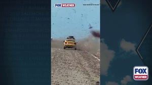 Watch: Sahara drivers ambushed by massive locust swarm, poses risk to agriculture 