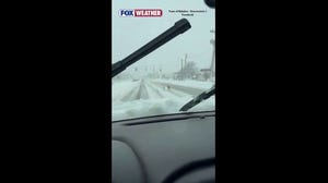 Snowplow driver rescues two dogs during winter storm
