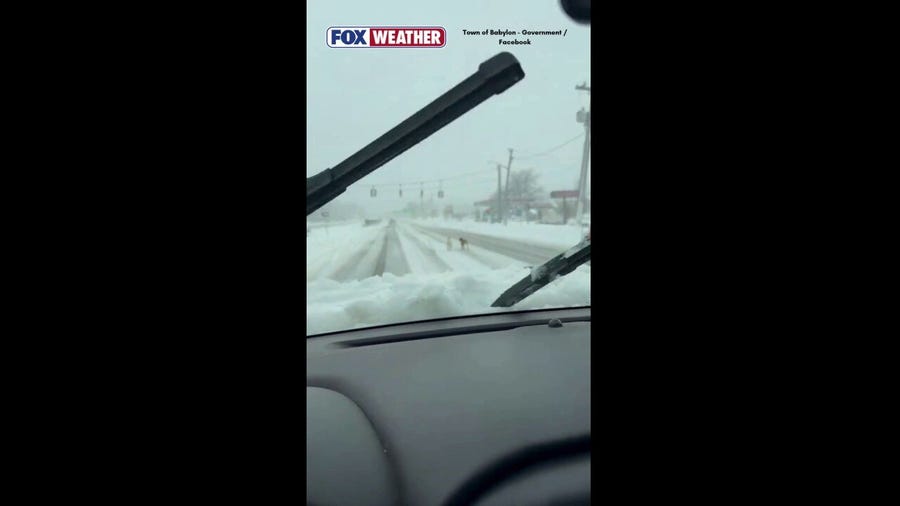 Snowplow driver rescues two dogs during winter storm