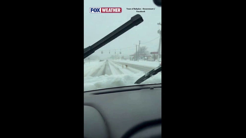 Kenny McGowan, a snowplow driver for the Department of Public Works, helps rescue two dogs walking in the middle of a snow-filled street in Babylon, New York.