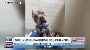 Massachusetts animal shelter fights to protect vulnerable pets amid widespread power outages after historic blizzard