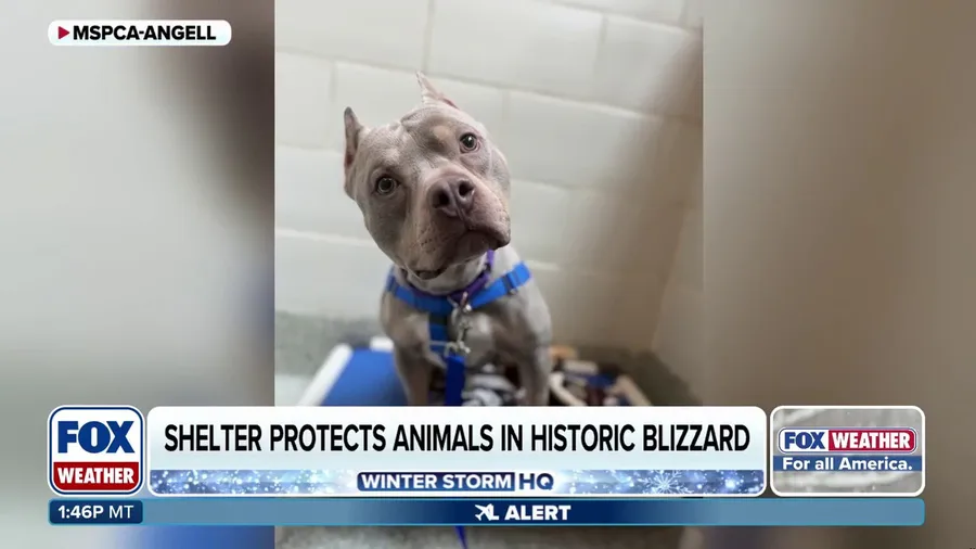 Massachusetts animal shelter fights to protect vulnerable pets amid widespread power outages after historic blizzard