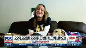 Long Island dog owner digs a tunnel through feet of snow for pups 