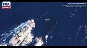 A look into Hawaiian Islands Humpback Whale National Marine Sanctuary efforts to save whales in Hawaii 