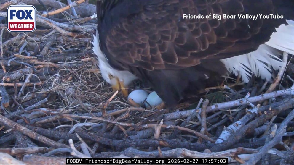 Jackie, of the beloved bald eagle pair documented via the Friends of Big Bear Valley livestream, has laid her second egg in her second clutch of the 2026 following a nest attack in late January. The arrival of the new egg happened on Friday evening, as the Friends of Big Bear Valley Eagle Nest cam showed.
