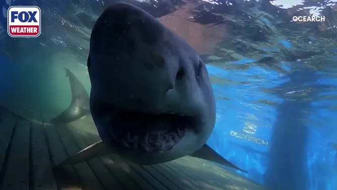 White shark 'Breton' pings 250 miles off coast of Georgia | Fox