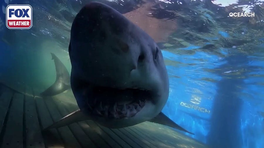 Breton the white shark is tagged off coast of Nova Scotia