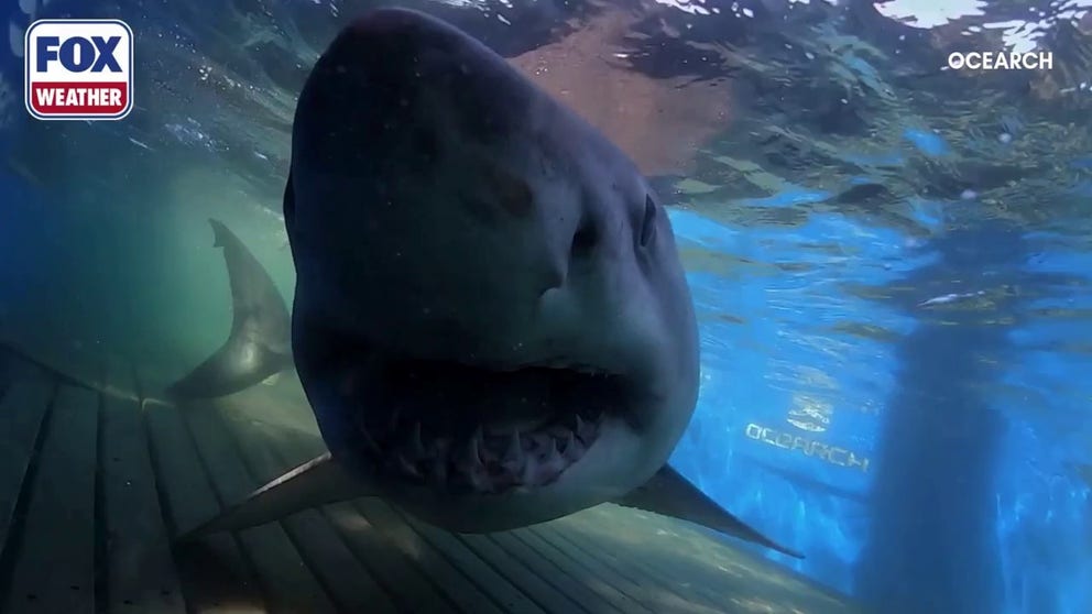 Video from Sept. 2020 shows OCEARCH tagging an adult male white shark named Breton. Breton weighed more than 1,400 pounds and was 13 feet long at his tagging. 