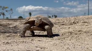 Mojave Max finally emerges from winter slumber later than ever