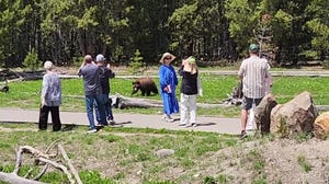 Group gets way too close to wild bear inside Yellowstone National Park