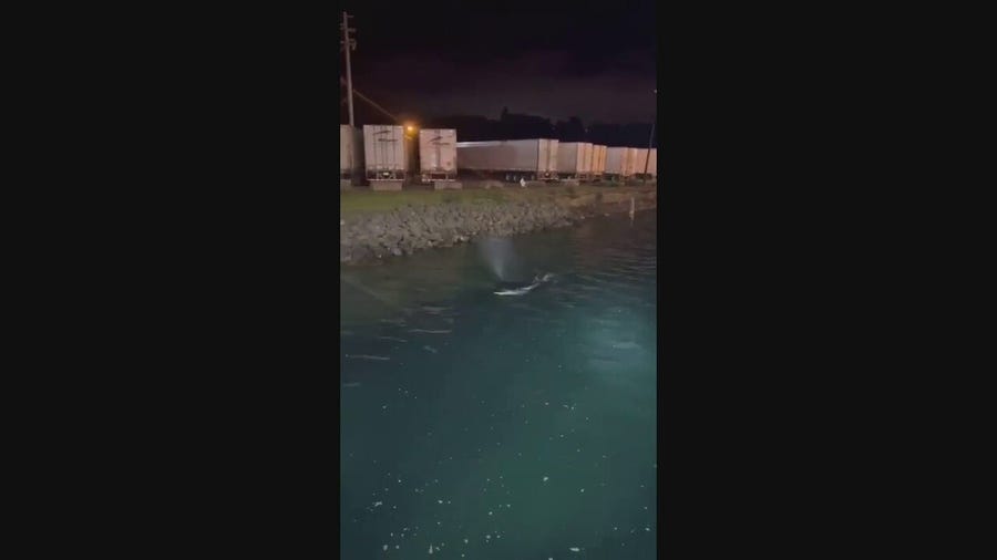 Killer whale in a Port Angeles, Washington lagoon