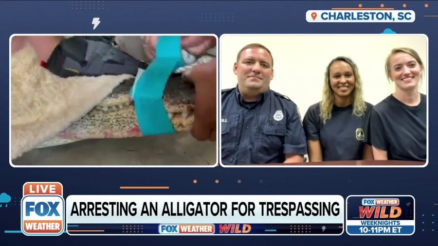 Police remove 9-foot alligator from garage, return reptile to natural habitat 