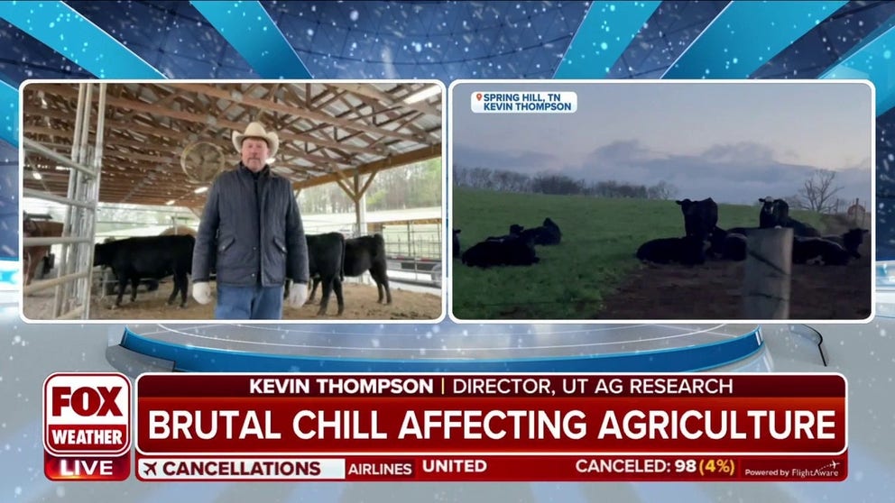 Impact of arctic blast on crops and livestock in Tennessee | Latest ...