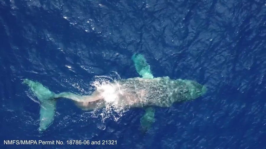 Drone video of Moon swimming in Hawaii with paralyzed tail