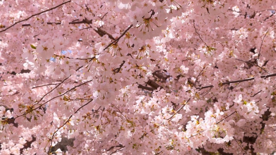 Why spring should actually begin on March 1