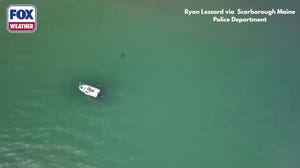 See it: Great white shark swims near beach in southern Maine