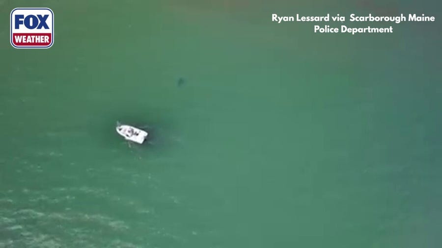 See it: Great white shark swims near beach in southern Maine