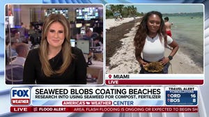 Florida sargassum leaving a smelly odor at Miami Beach