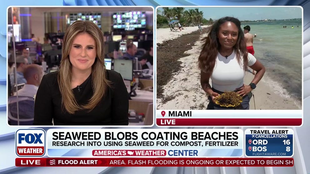 🌿🏖️ SMELLY BEACH: FOX Weather Correspondent Brandy Campbell reports from Miami Beach, where tons of sargassum are washed up on shore, providing an opportunity to use the seaweed for compost or fertilizer in the future.