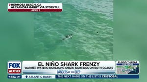 Shark experts weigh in on recent shark sightings on both US coasts