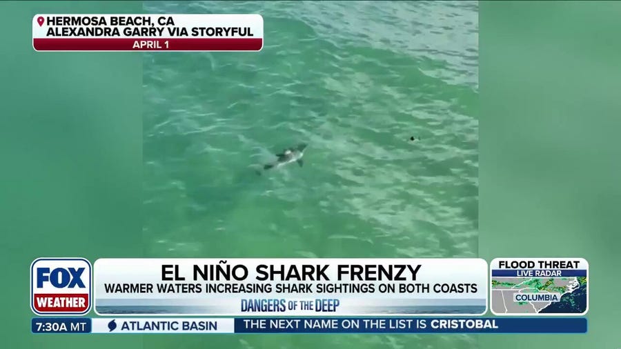 Shark experts weigh in on recent shark sightings on both US coasts