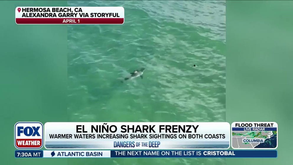 Multiple sharks have been reported on both the East and West Coast of the U.S. this summer. Some sightings have prompted questions about how El Niño is impacting shark behaviors. Joe Yaiullo, curator and co-found of the Long Island Aquarium and Dr. Chris Lowe, professor of marine biology and director of the Shark Lab at California State University in Long Beach join FOX Weather to talk about shark activity on both the coasts.