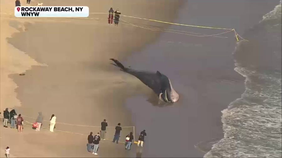 A whale was found dead on a New York City beach 