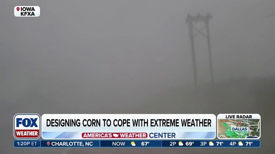 How one company is crafting wind-resistant corn to cope with extreme weather