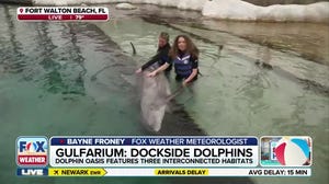 Dolphins join the FOX Weather Beach House