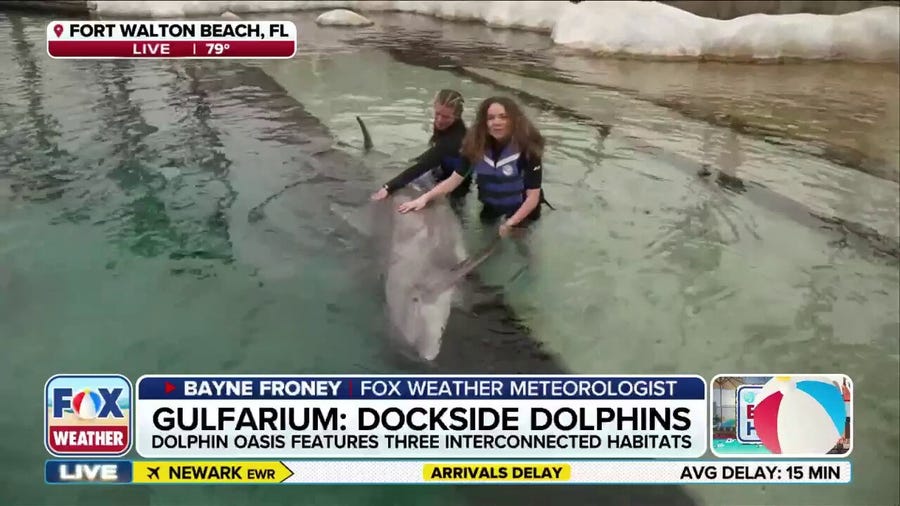 Dolphins join the FOX Weather Beach House