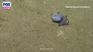 A new species of octopus was discovered off the coast of Galápagos Islands
