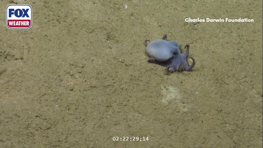 A new species of octopus was discovered off the coast of Galápagos Islands