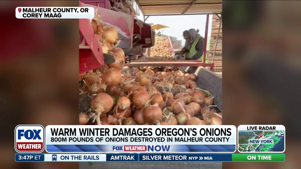 Oregon is home to the largest county in the world for onion production. Corey Maag, owner and manager of Y1 Farms in Malheur County, joins FOX Weather to discuss how destructive this year's warm winter was on their production — ending up with nearly 800 million pounds of damaged onions.