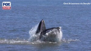 Watch: Humpback whale delights visitors off coast of New York City