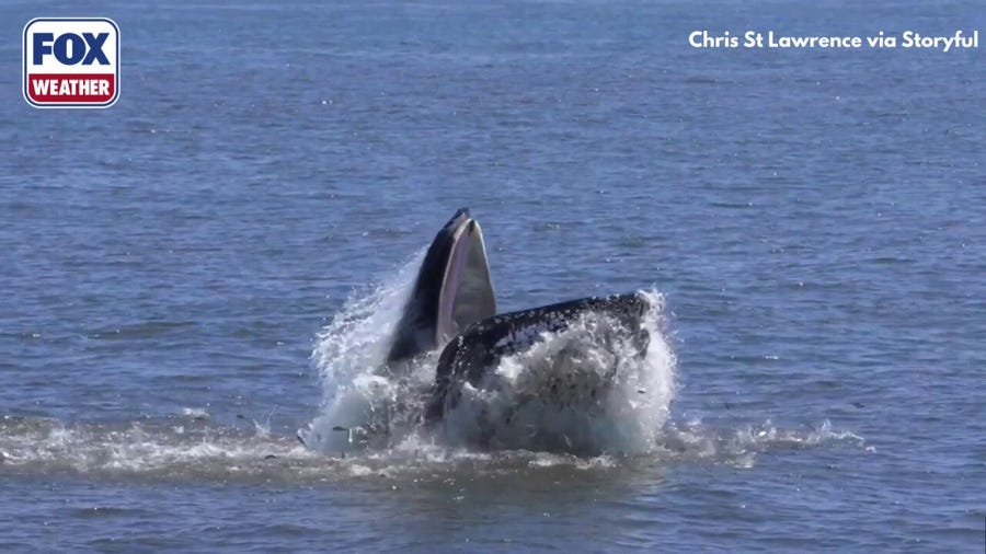 Watch: Humpback whale delights visitors off coast of New York City