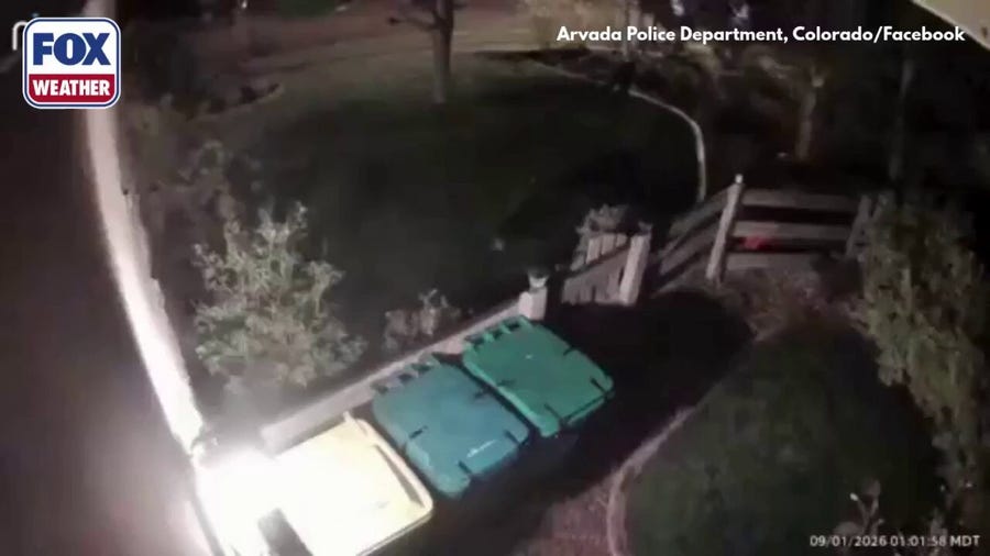 Watch: Bear caught on video breaking into Colorado yard in search of late-night snack