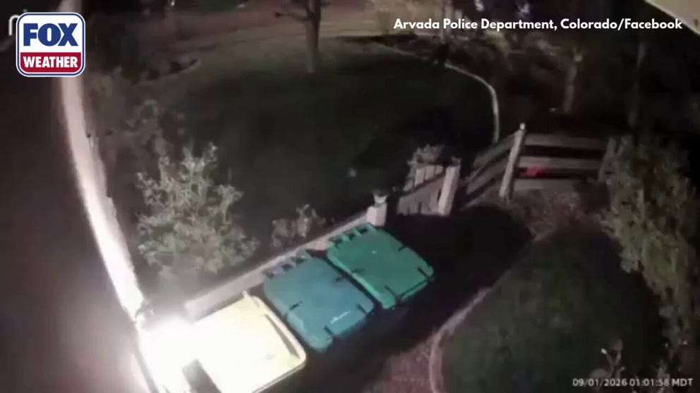 Video from Sept. 1, in Arvada, Colorado, shows a bear ripping through a gate to get to three trash cans in search of food in the middle of the night.