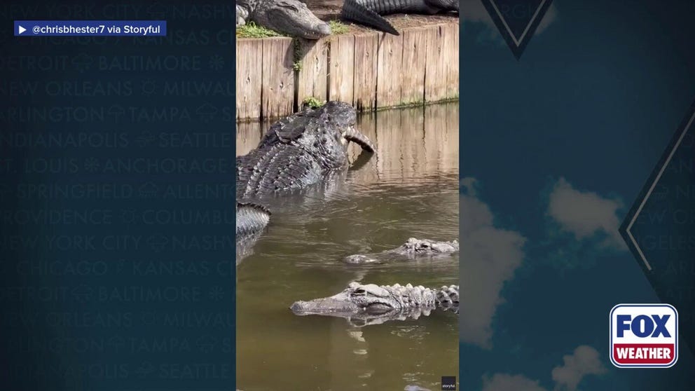 Video from Florida's Gatorland on March 30 shows a massive alligator eating a small alligator. Alligators are cannibalistic animals, with small and young alligators being the primary victims of bigger gators. 