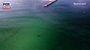 Watch: Young great white sharks search for food near beach in Maine