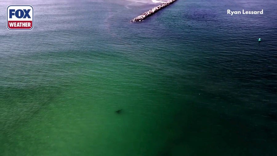 Watch: Young great white sharks search for food near beach in Maine
