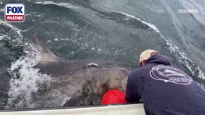 Nearly 1,400-pound great white ‘Goodall’ pings near Gulf Coast