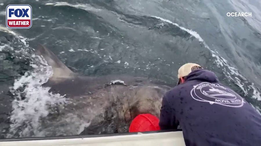 Nearly 1,400-pound great white ‘Goodall’ pings near Gulf Coast
