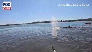 Watch: Whale stranded on sandbar in Australia freed by rescuers