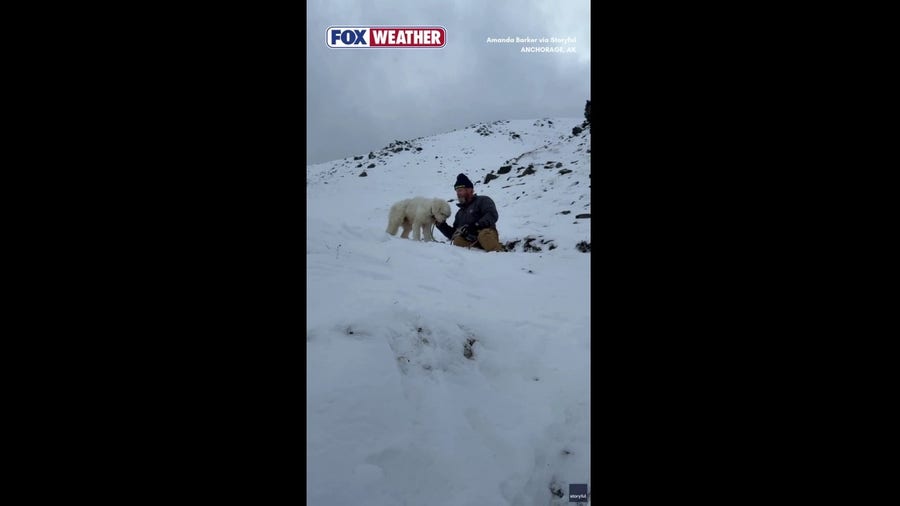 Watch: Dog found alive 2 days after Alaska avalanche