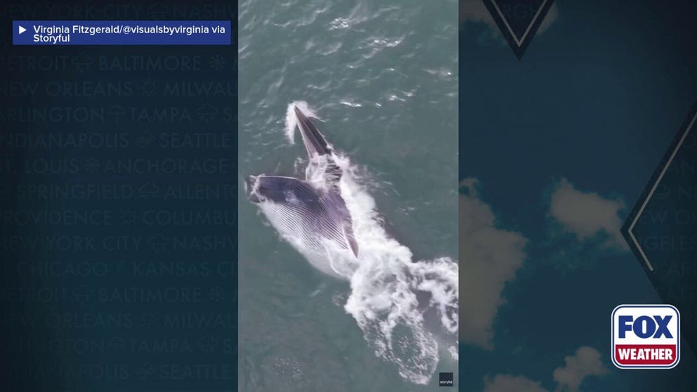 A massive fin whale was caught on drone video feeding off the coast of Long Island. Fin whales are the second-largest species of whale and are endangered. Drone operator Virginia Fitzgerald said this is the first fin whale she's ever encountered. 