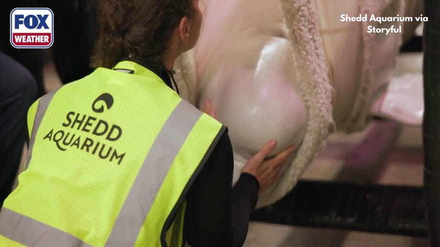 See it: Beluga whales relocated from closed Canadian marine park after nearly 2 years