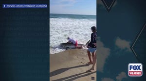 Watch: Fisherman reels in great white shark off Nantucket